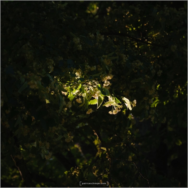 Lörrach

#lörrach #light #patriceschreyer